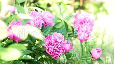 花园里的粉红色牡丹。 牡丹。 灌木丛上的牡丹。 特写镜头。 粉红色的花。 绿色灌木上的粉红色牡丹。 夏季